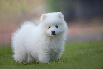 spitz giapponese, cane, cucciolo, animale domestico, animale, cane giovane, cane domestico, canino, mammifero, carina, adorabile