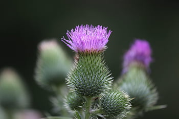 burdock, arctium Lappa, plant, flower, flower Background, blooming, meadow, nature, botany, beautiful Flowers, flower Wallpaper