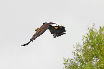 eagle, bird, white-tailed Eagle, flying, animal, raptor, wildlife, nature, avian, ornithology, species