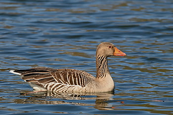 greylag Goose, goose, bird, animal, feathers, plumage, beak, waterfowl, nature, wildlife, birdwatching
