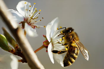 včela, hmyz, květinové tapety, opylit, opylování, květ, okřídlený hmyz, křídla, květinové pozadí, Příroda, hymenoptera