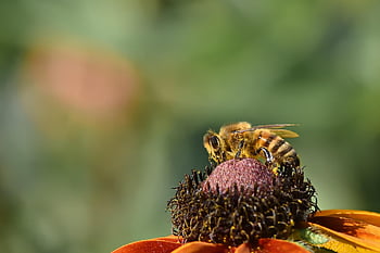 coneflower, bee, pollination, flower, blossom, bloom, nature, close Up, garden