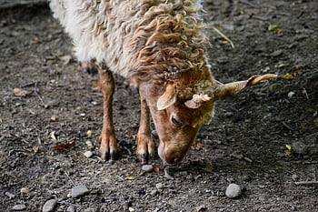 zackelschaf, sheep, horns, rotated, horn, wild Animal, livestock, nature, two, pair, parallel