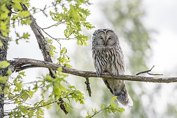 ural Owl, bird, wildlife, animal, owl, bird Of Prey, strix Uralensis, nature, beak, feather, animals In The Wild