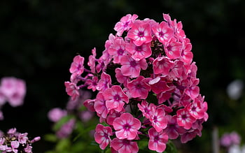 phlox, flower Background, flame Flower, nature, flowers, garden, rose Flower, summer, raindrops, rose, striped