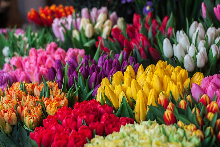 vícebarevné tulipány, nejrůznější barevné tulipány, tulipány v plném květu, krásu přírody, Ohromující tulipány, vícebarevné květy, nejrůznější tulipány, barevné tulipány, Tulipová fotografie, Výběr tulipu, Full Bloom Tulips