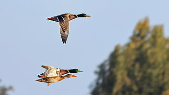 mallardo, anatre volanti, anatre, uccelli, uccelli acquatici, animali, natura, ornitologia, maschio, uccello acquatico, anatra