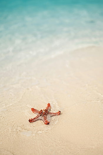 červené hvězdice, písečné pobřeží, tyrkysové moře, zanzibar, tanzanie, pláž, detail, oceán, mořský život, Příroda, volně žijících živočichů