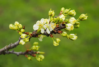 tree, flowers, flower Wallpaper, fruit, nature, spring, fruit Trees, petals, garden, orchard, stem