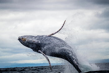 humpback whale, breaching, Pacific Ocean, Colombia, marine wildlife, black and white, whale jumping, water, majestic, ocean, beauty