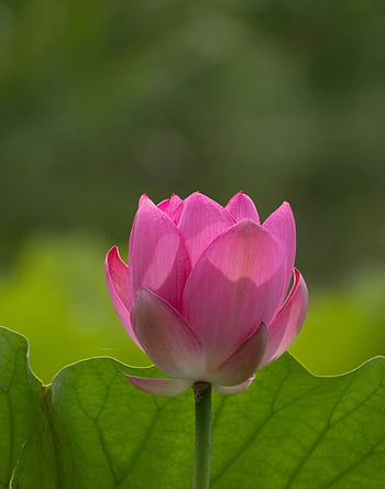 květ, lotus, okvětní lístky, rostlina, rybník, vodní rostliny, flóra, detailní, botanika, Příroda