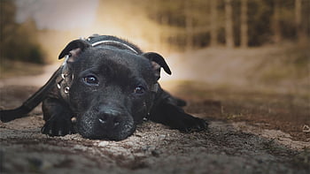 staffordshire Bull Terrier, dog, pet, animal, domestic Dog, canine, mammal, nature, cute, adorable, stafforshire Bullterrier