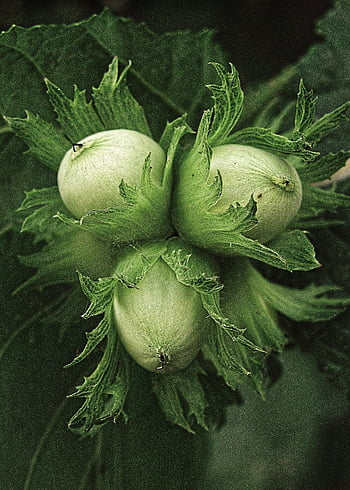 common Hazel, hazelnut, hazel, nut, plant, nature, brown, food, fall, hazelnut Bush, tree Fruit