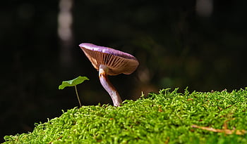 gomba, moha, természet, gombaféle, erdei padló, esik, erdő