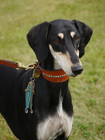 saluki, greyhound, dog, domestic, animal, pet, collar, fur