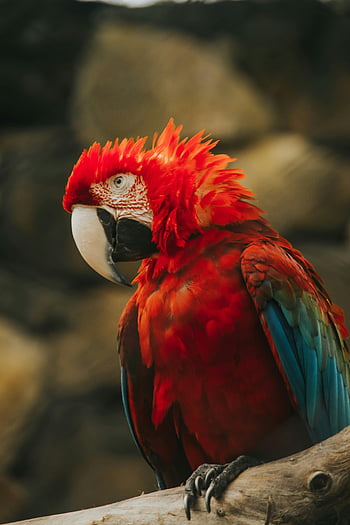 Scarlet Macaw, vibrant parrot, colorful feathers, close-up, branch, red parrot, macaw, bird, wildlife, nature, tropical