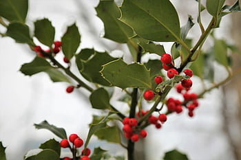 aquifolium ilex, ทั่วไปฮอลลี่, คริสต์มาสฮอลลี่, เบอร์รี่สีแดง, ใบไม้สีเขียว, สาขา, ฤดูหนาว, ธรรมชาติ, พฤกษา, พืชสวน, กลางแจ้ง