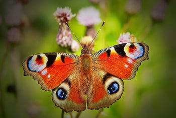 fairy Peacock, butterfly Day, insect, antennae, model, fragility, animals, nature, outside, invertebrates, arthropods