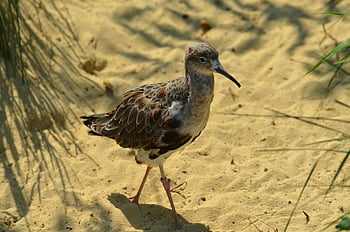 battle Runner, beach, microdrile, snipe, bird, riverbank, wader, nature, migratory Bird