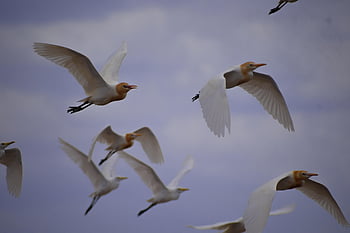 derek, crane terbang, burung-burung, penerbangan, langit, alam, langit biru, margasatwa, camar, bulu, sayap