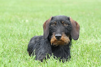 teckel, teckel aux cheveux métalliques, chien, chien de race, animal domestique, portrait d'animal, tête de chien, race de chien, mignonne, regard de chien, vue