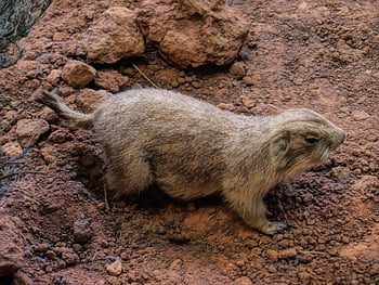 prairie Dog, animal, pet, rodent, mammal, gophers, squirrel, furry, wild, cute, nature