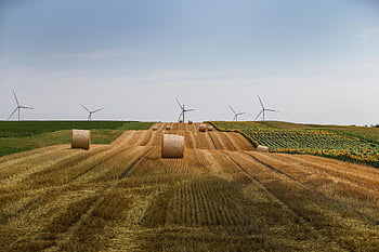 수확, 빨대, 짚 bales, 농업, 곡물, 여름, 자연, 시골의, 보리밭, 경치, 황금의