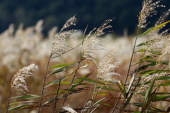 silver Grass, flame Grass, reed, grass Field, reeds, plant, autumn, landscape, scenery, nature, emotion
