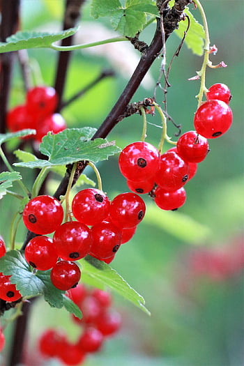 červený rybíz, ovoce, rybíz, letní, bobule, zralý, vitamíny, zahrada, kyselý, zdravý, Příroda