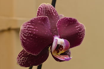 orchid, flower Wallpaper, flowers, beautiful Flowers, flower Background, nature, b W