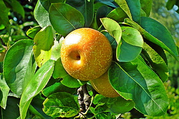 asijské hrušky, Příroda, hruška, ovoce, japonská hruška, čínská hruška, korejská hruška, tchajwanská hruška, Jablko Hruška, Hruška zvěrokruhu, hruška na tři poloviny