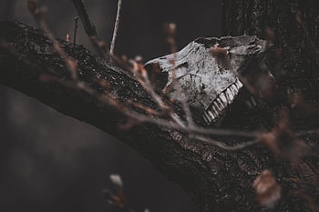 skull, bones, horror, trees, ghost, forest, fantasy, halloween, grave, mysterious, gothic