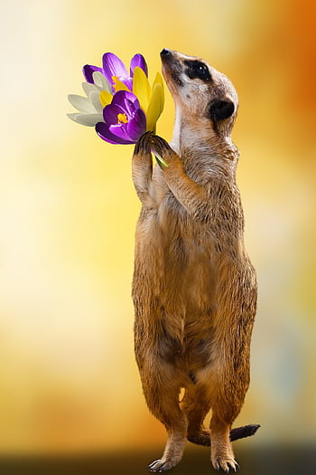 følelser, kærlighed, symbol, Giv en gave, flok blomster, krokus, forår, meerkat, Valentins Dag, Fødselsdato, lykønskningskort