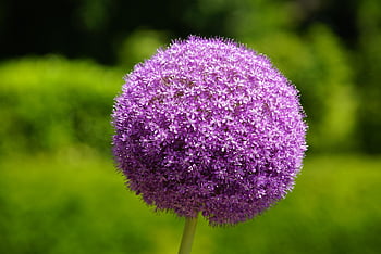 زهرة الآليوم،  زهور،  خلفية زهرة،  نبات،  أزهار جميلة،  allium giganteum،  زهور الآليوم،  شخص عادي،  زهور البنفسج،  حديقة،  طبيعة