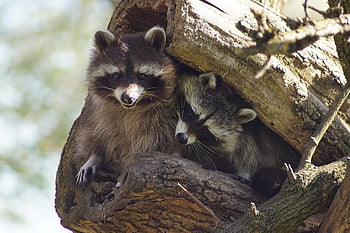raccoons, pair, log, stump, tree Stump, procyonid, mammals, animals, wild, wild Animals, wildlife