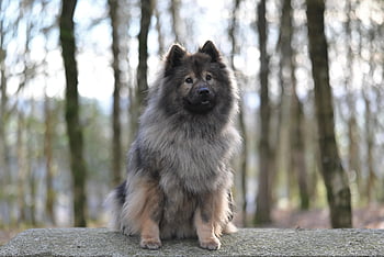 Pes, eurasier, Eurasier Plinn, psí, savec, rozkošný, společník, domácí zvíře, zvíře, Příroda