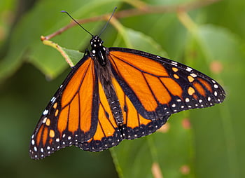 Schmetterling, Insekt, Garten, Sommer-, Detail, Fehler, Flügel, Natur, wild, draussen, Tierwelt