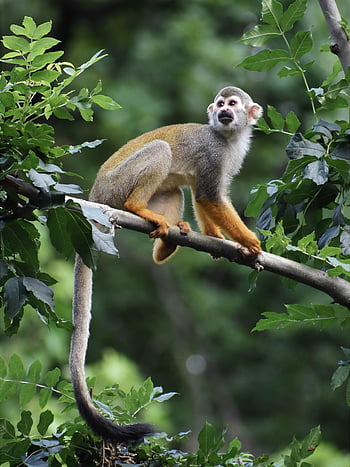 monkey, mammal, animal, primate, furs, tail, branch, forest, wildlife, nature