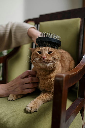 orange tabby katt, Kattvård, inomhusmiljö, Husdjursvård, ingefära katt, mysig miljö, katt på stol, kattborstning, tillgiven husdjursvård, bedårande katt, sällskapsdjur