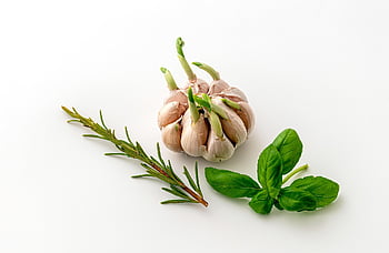 garlic, basil, herbs, vitamins, vegetable, organic, growing Garlic, for Good Health, fight Viruses, spices, head Of Garlic