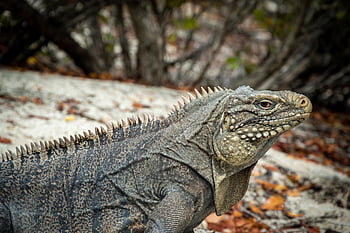 iguana, lucertola, tropici, fauna, animale, zoo, isola, avvicinamento, natura, creature viventi, giungla