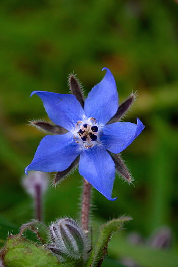 borage, flower Background, starflower, wildflower, blue Flower, garden, beautiful Flowers, flower Wallpaper, flower, nature, bloom