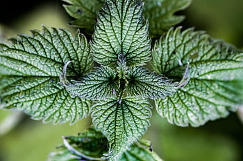 nettle, common Nettle, stinging Nettle, nettle Leaf, urtica Dioica