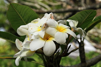 flower, flower Wallpaper, white, typical, spring, flower Background, beautiful Flowers, bloom, nature, blossom, hawaii