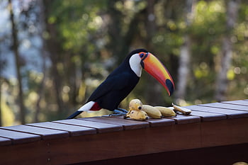 toucan, bird, tropical, nature, exotic, rainforest, animal, fauna, plumage, beak, brazil