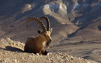 nubian ibex, koza, zvíře, rohy, volně žijících živočichů, poušť, Izrael, negev, miduret, Příroda, detailní