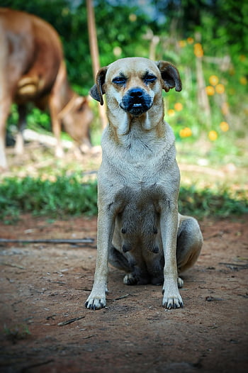 dog, pug, puppy, pet, canine, mammal, animal, nature, portrait, dog Portrait, dog Pug