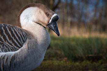 bird, goose, ornithology, species, fauna, avian, nature, animal, beak, wildlife