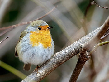 bird, european Robin, robin Redbreast, perched, branch, feathers, plumage, beak, bill, bird Watching, ornithology