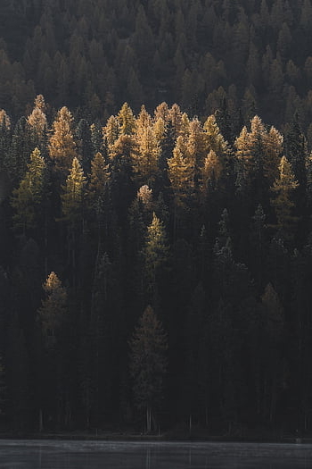 stromy, les, jezero, voda, jehličnany, jehličnatý, jehličnatého lesa, podzim, evergreen, Příroda, švýcarsko
